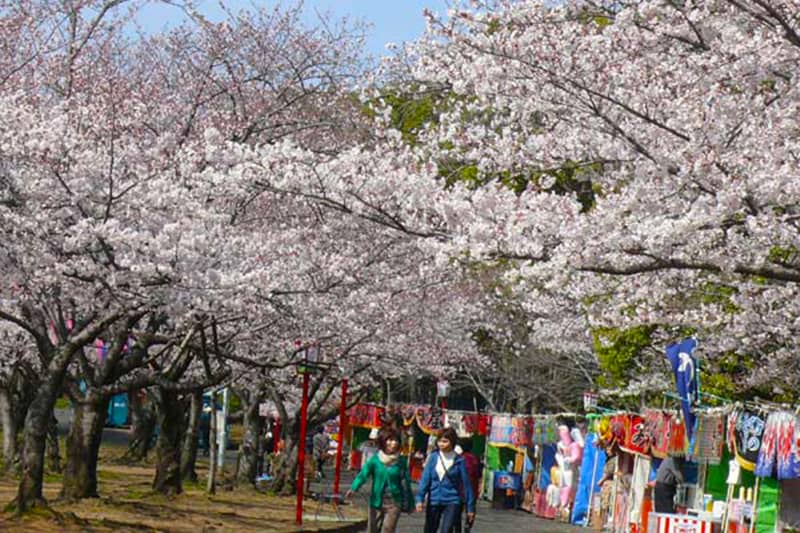 向山緑地さくらまつり_豊橋市