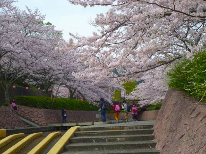 滝頭公園の桜_田原市