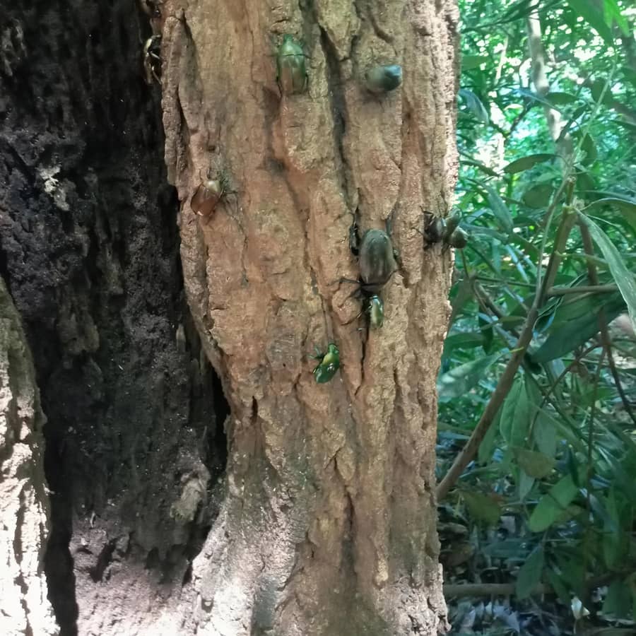 豊橋カブトムシ_集まる虫