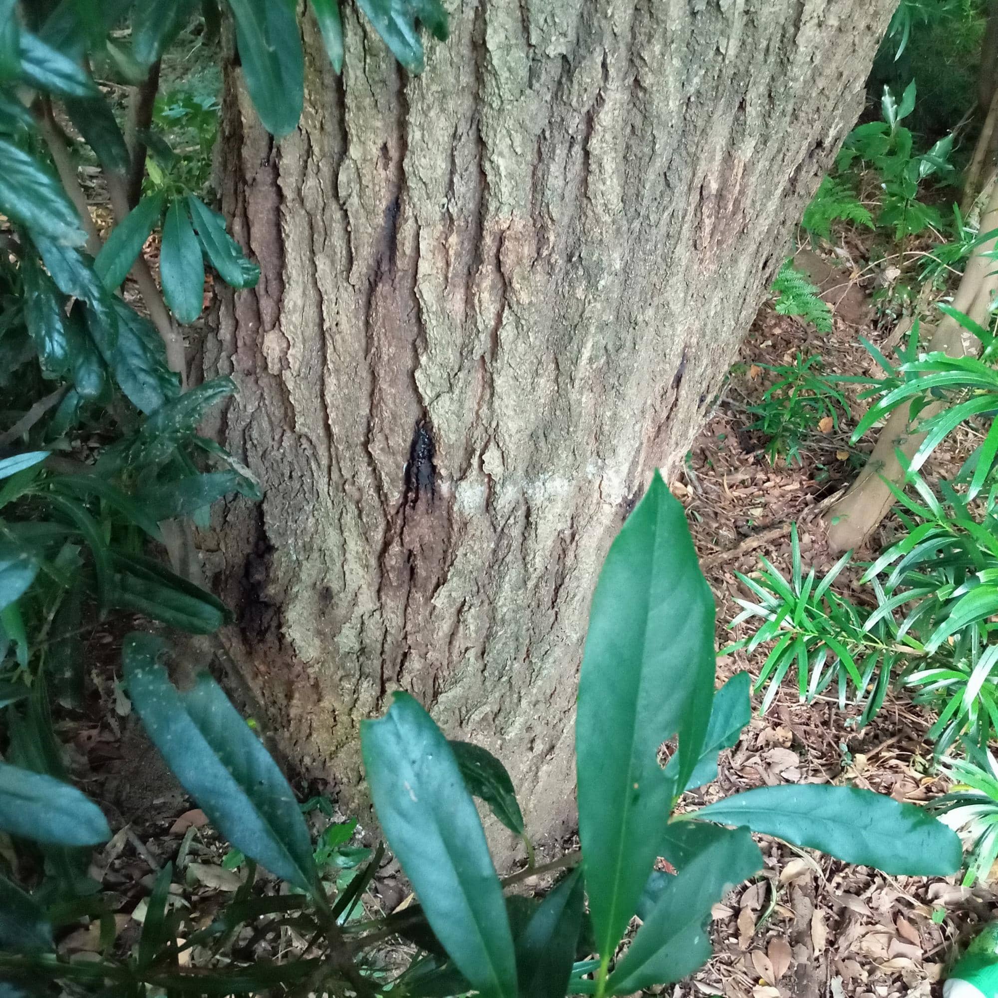 豊橋カブトムシ_樹液