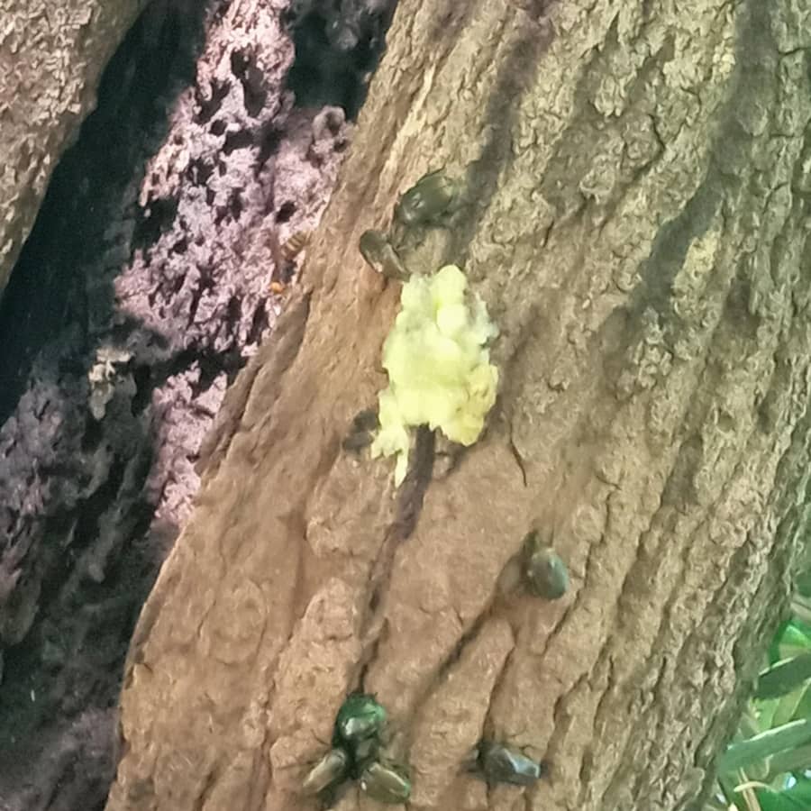 豊橋カブトムシ_バナナトラップ