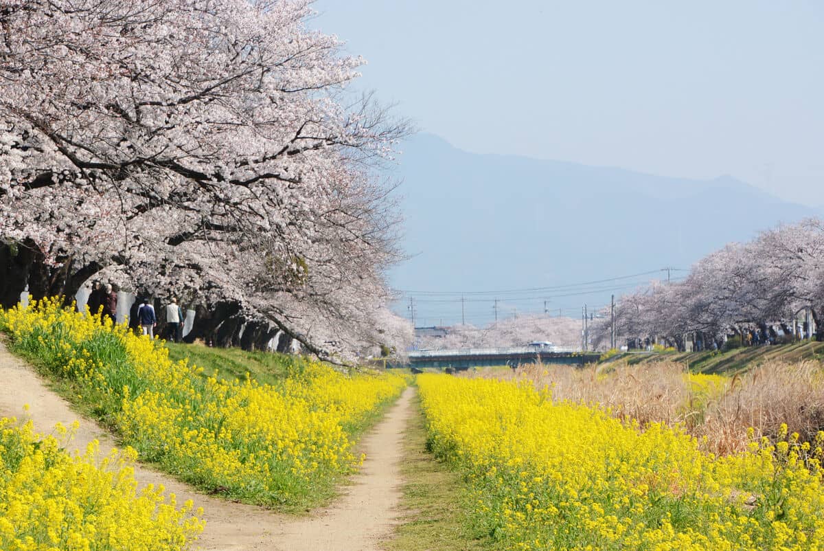 とよかわ桜まつり