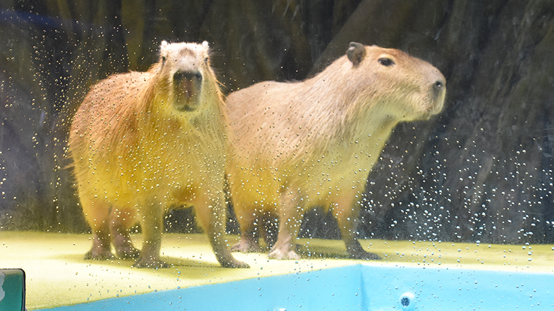 竹島水族館_カピバラ2