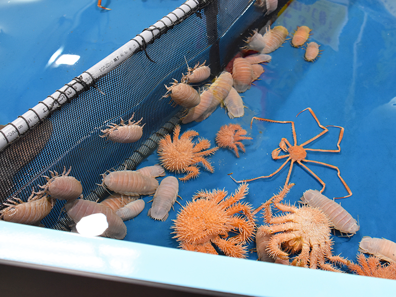 竹島水族館さわりんぷーるの深海生物