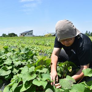 甘藷儂人