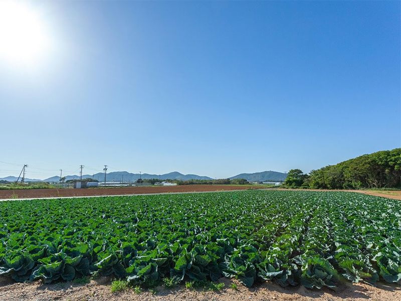 渥美半島の野菜