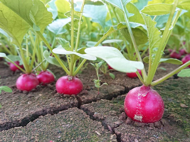 収穫前のラディッシュ