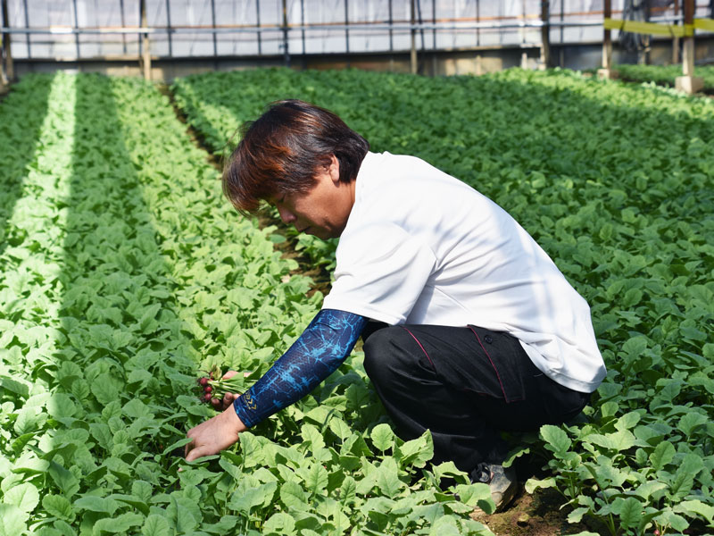 赤丸廿日大根儂人_富永 光昭（富永園芸）