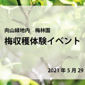 梅収穫体験イベント