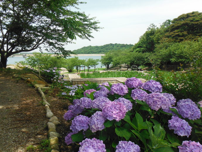 初立池公園のあじさい