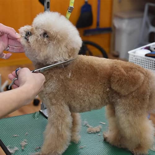 ドッグサロンCuun