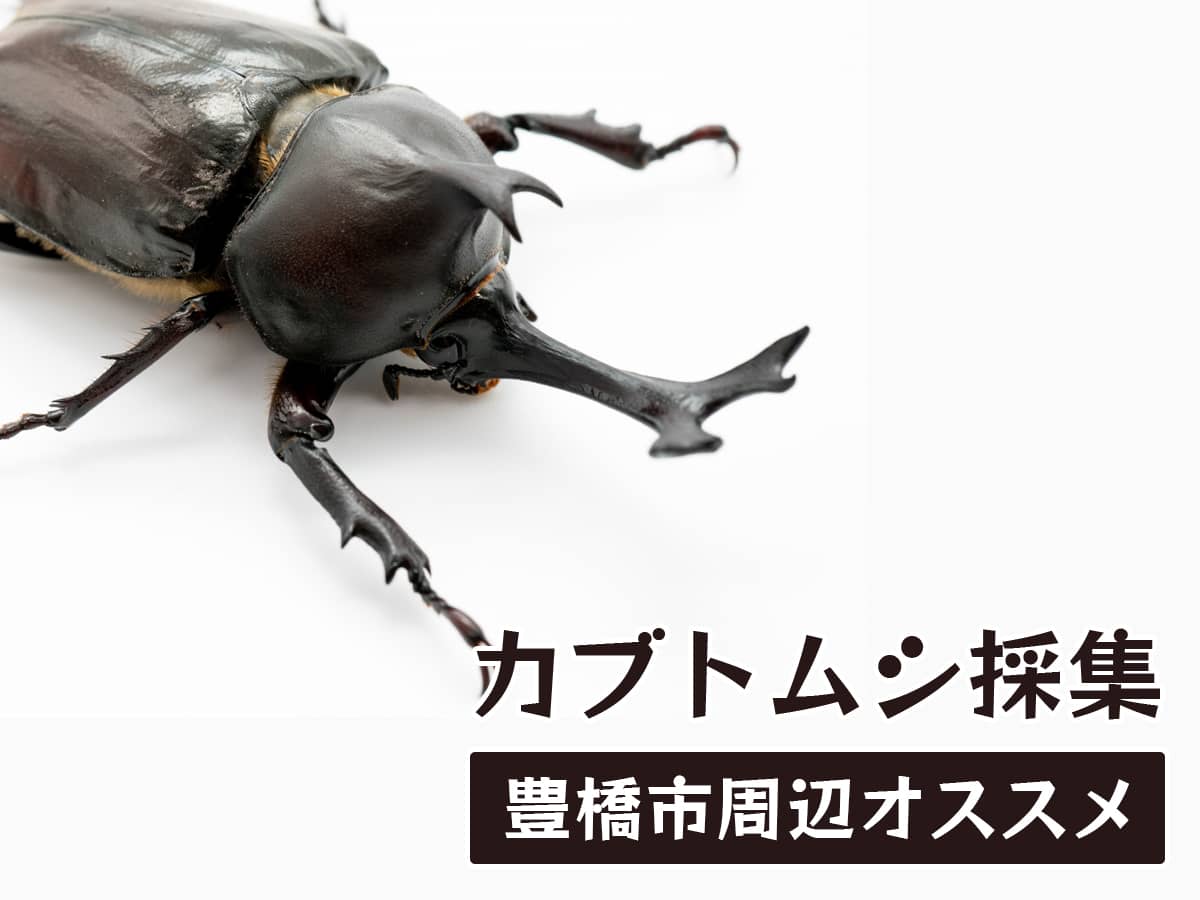 豊橋カブトムシスポット