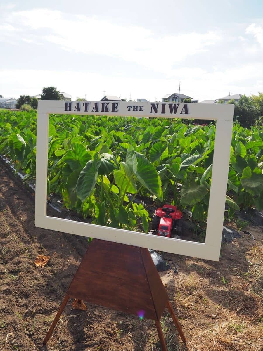 里芋ほりと里芋五平餅作り