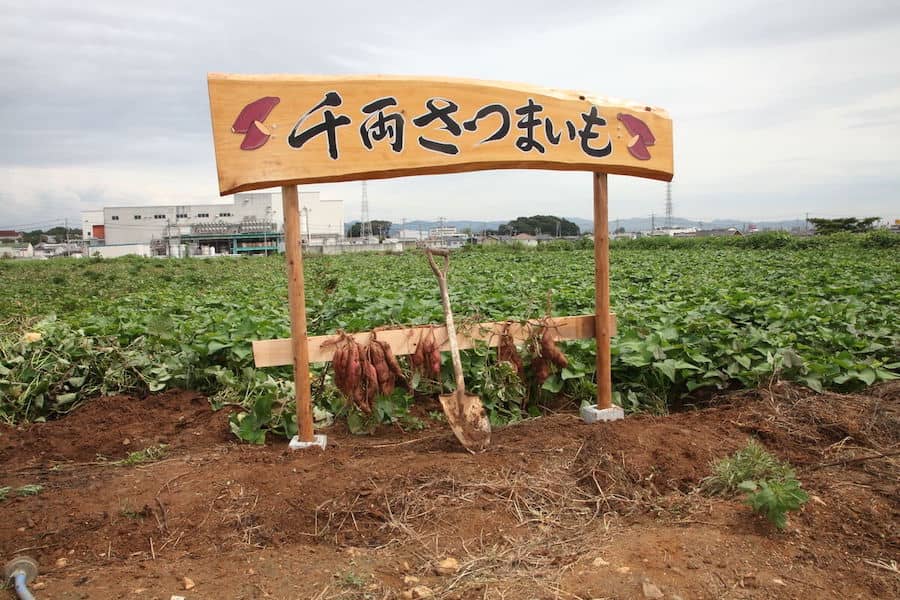 千両さつまいもほり