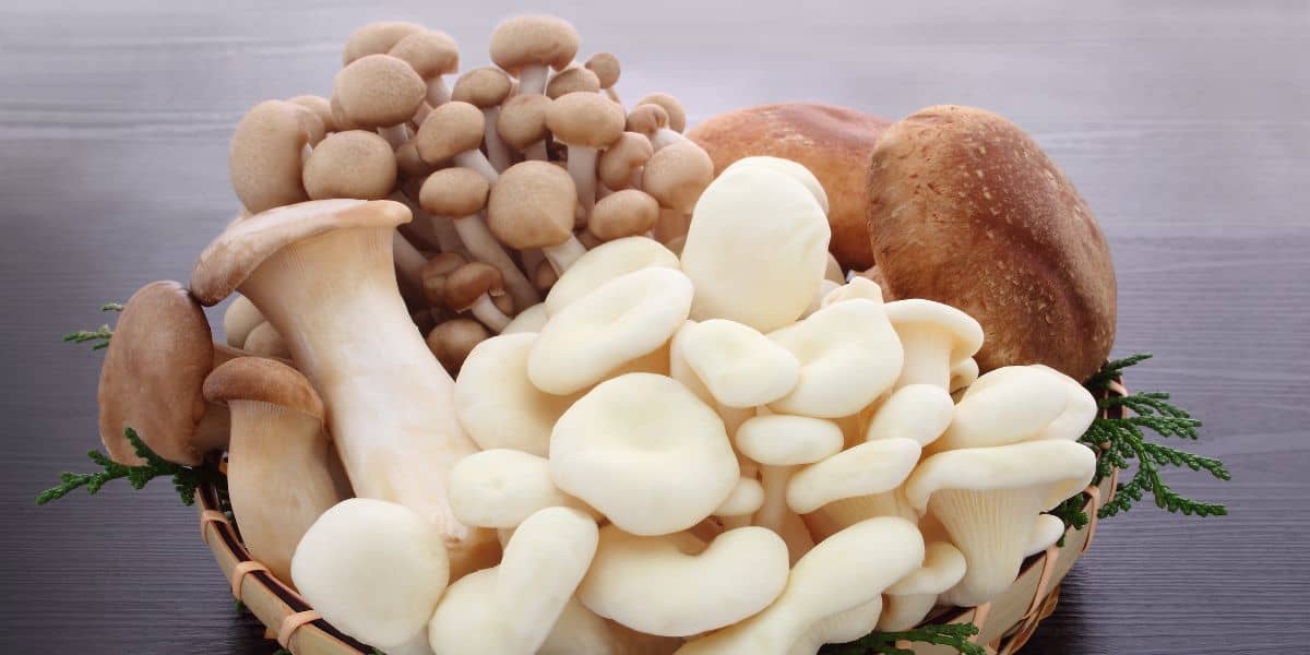 愛知秋のグルメ_キノコ