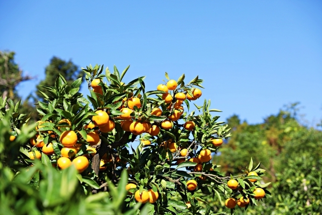 蒲郡オレンジパークみかん狩り