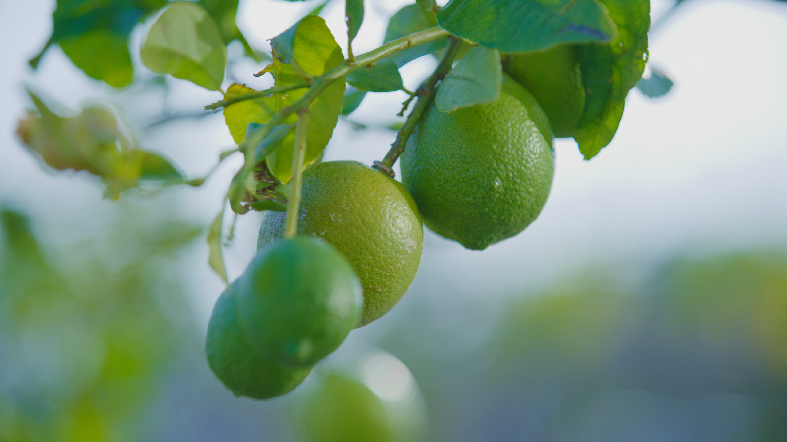 エムキャンパス_レモン