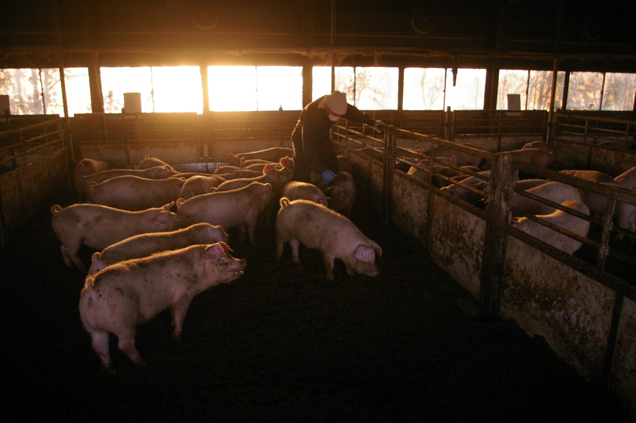 環境テクシス_養豚事業2