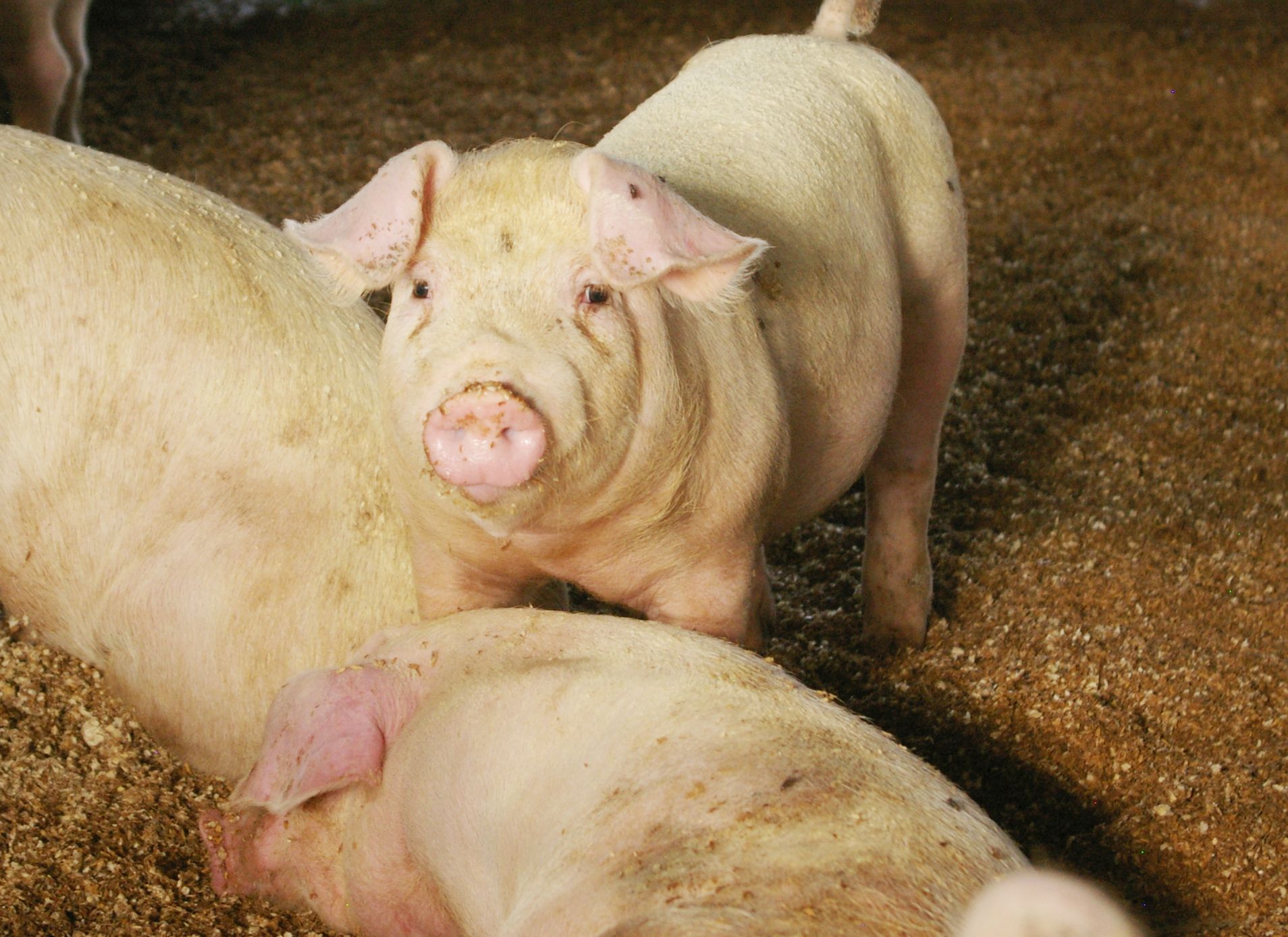 環境テクシス_養豚事業