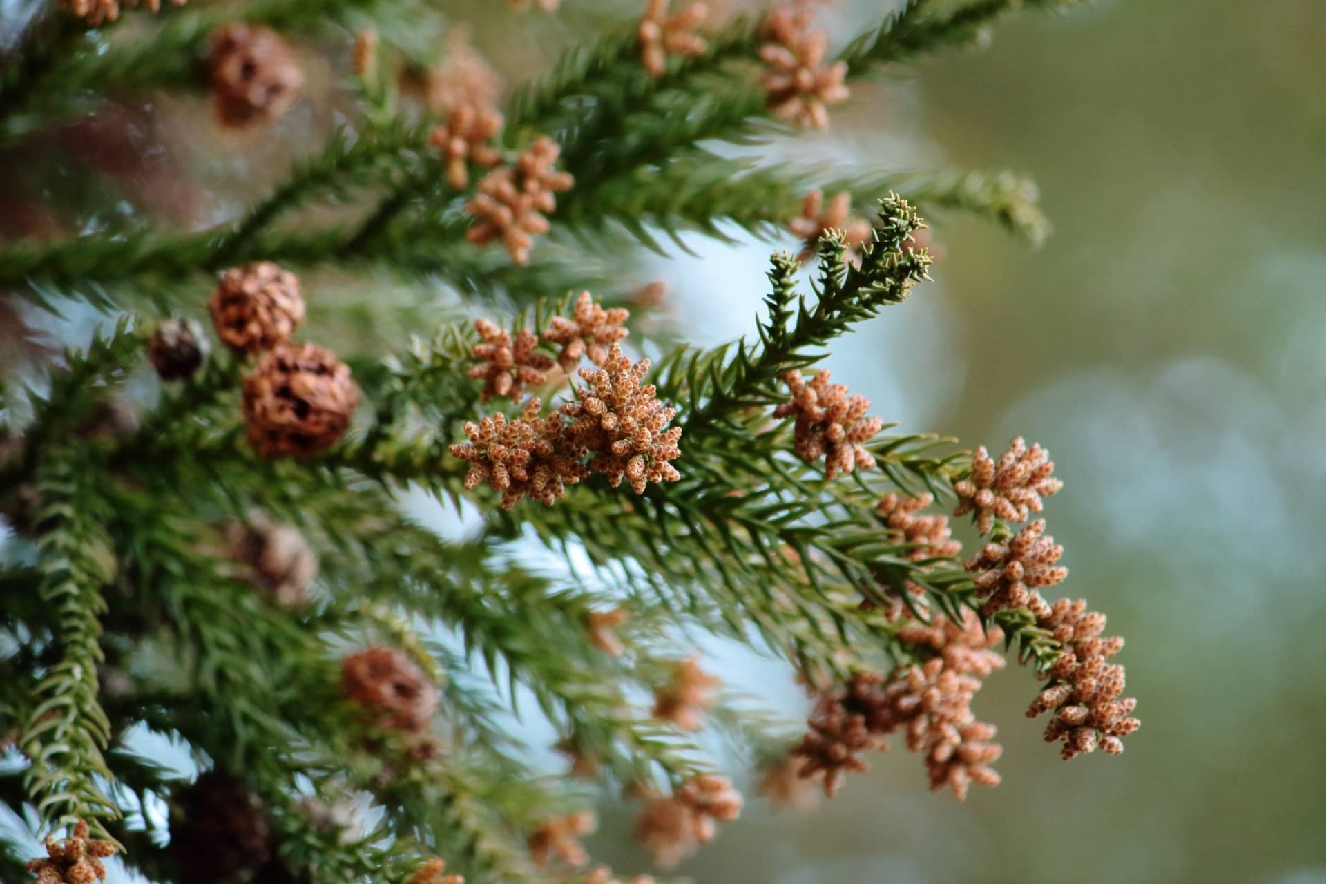 2023年_スギ花粉の量