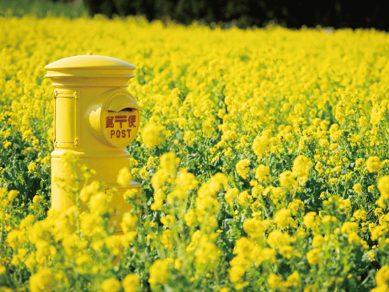 菜の花ポスト