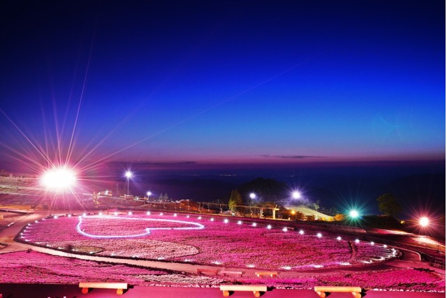 芝桜_ライトアップ