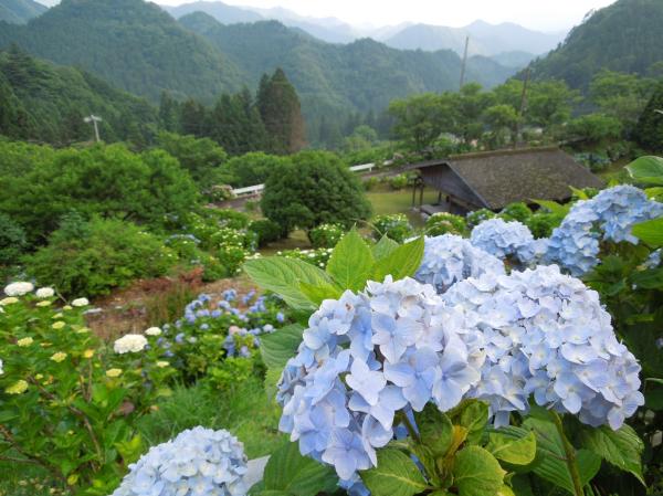 平山の紫陽花