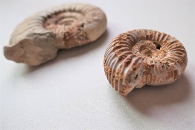 2023夏休み宿題_化石