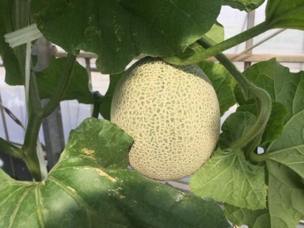 お陽様農園メロン