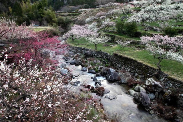 川売の梅花まつり
