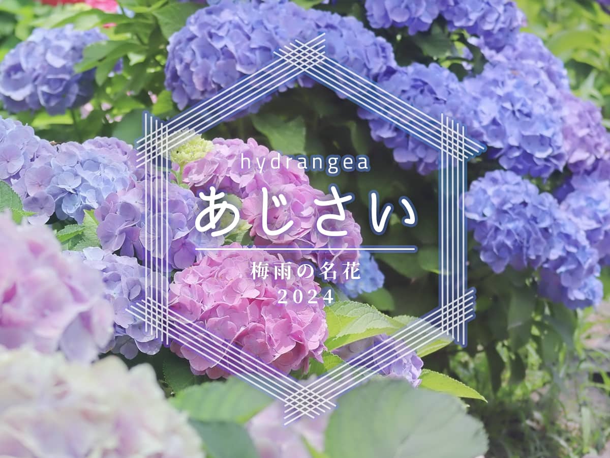 紫陽花スポット_東三河2024