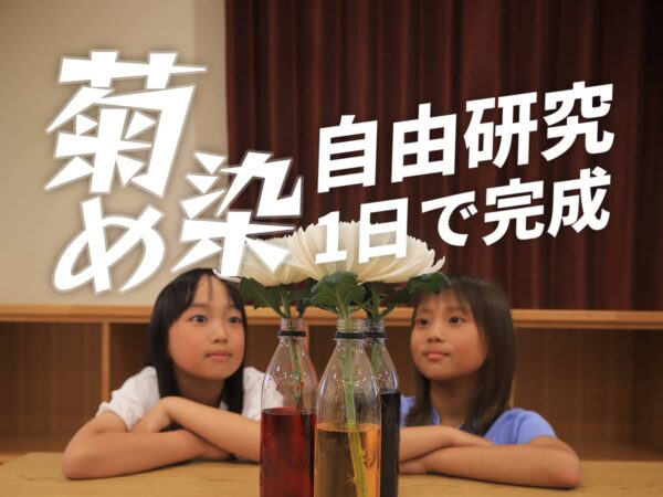 自由研究_タハナ菊染め