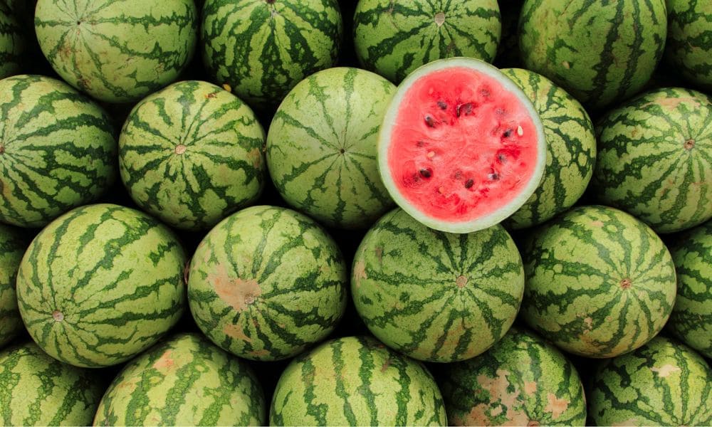 スイカ割りルールコツ